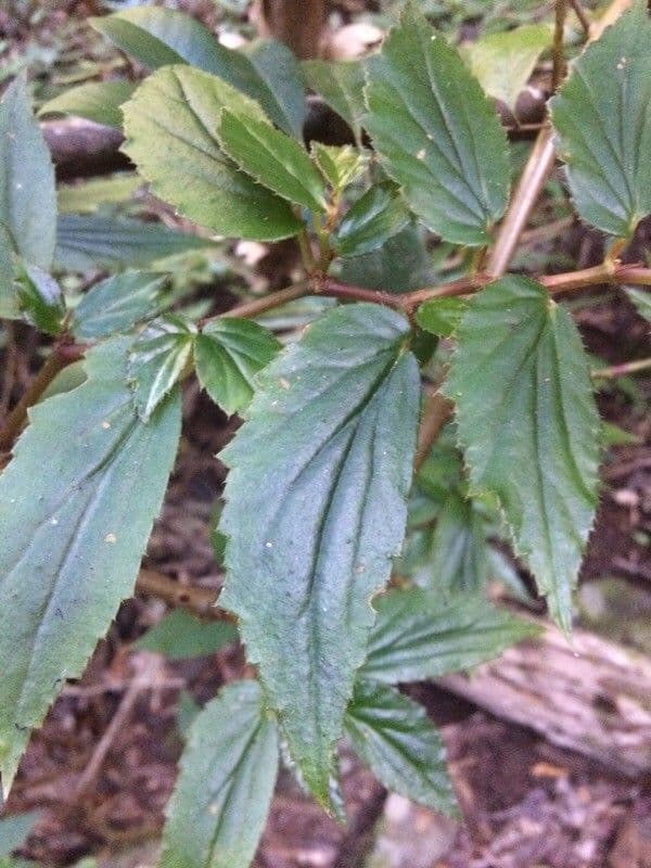 Fuchsie-Begonie 11