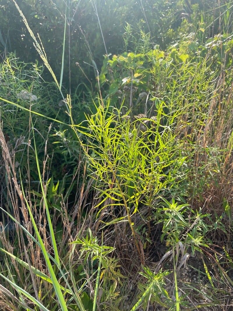Euthamia 12