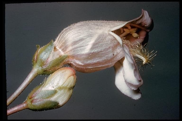 Palmers Bartfaden 3