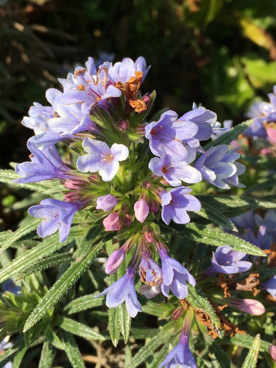 Lithodora 10