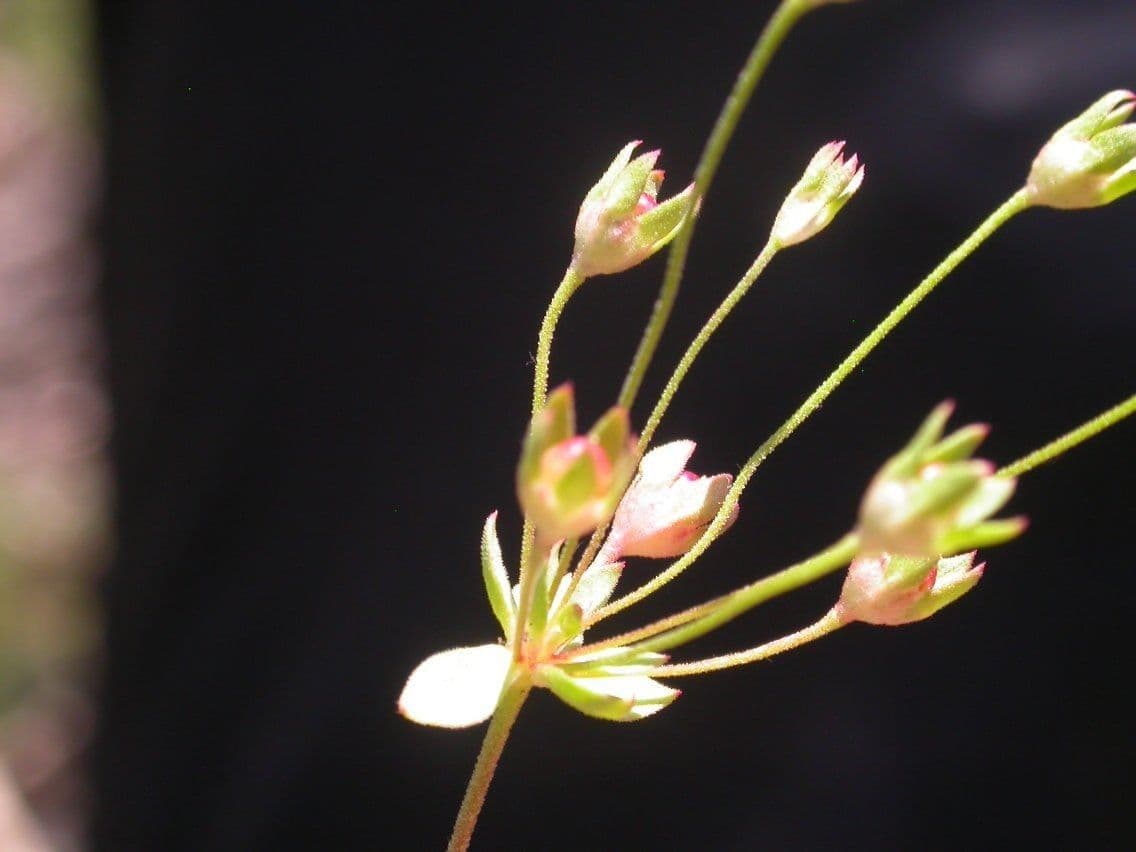Androsace occidentalis 2