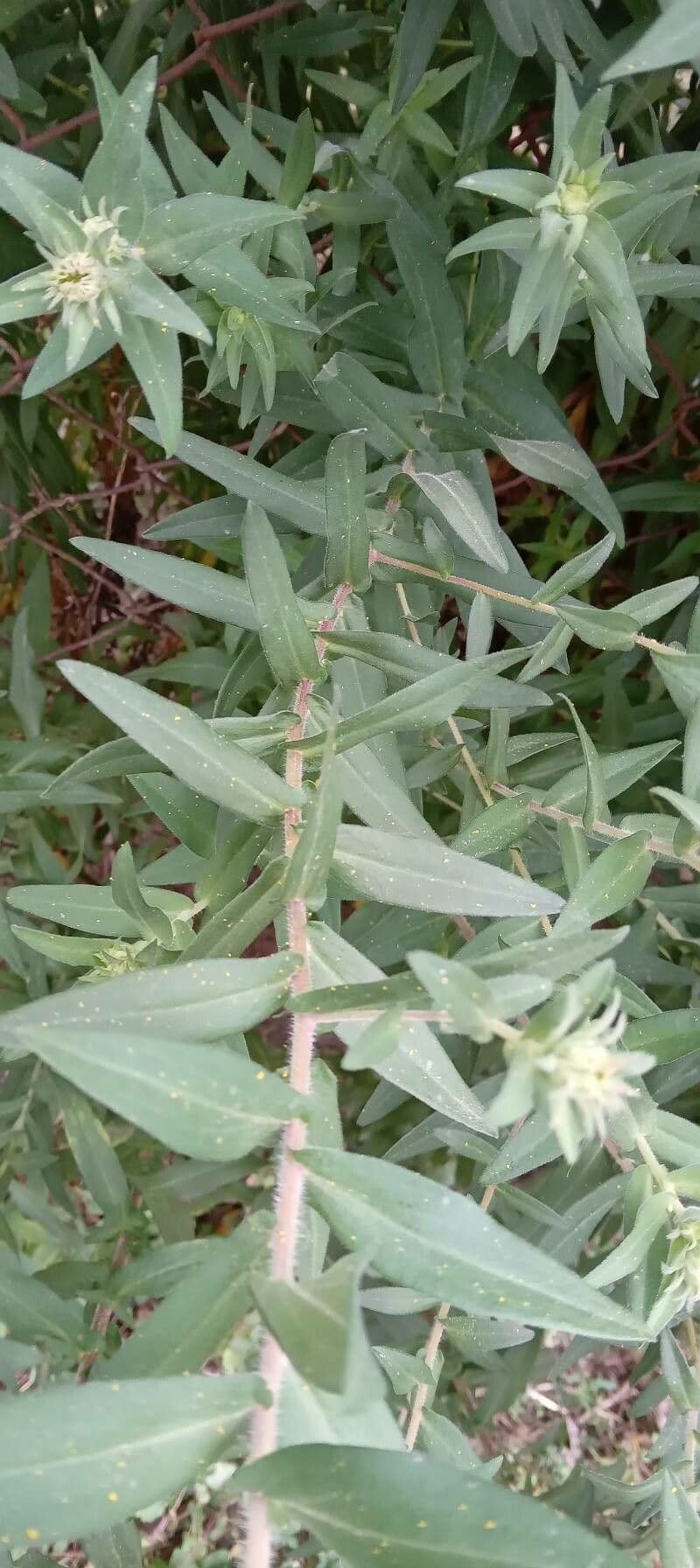 Raublatt-Aster 15