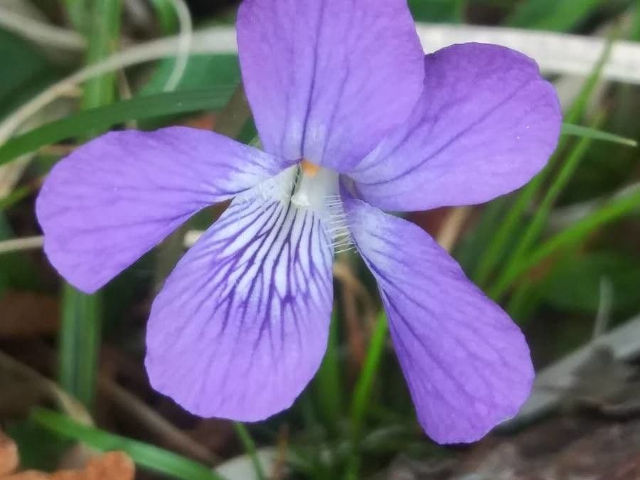 Viola pedatifida 5