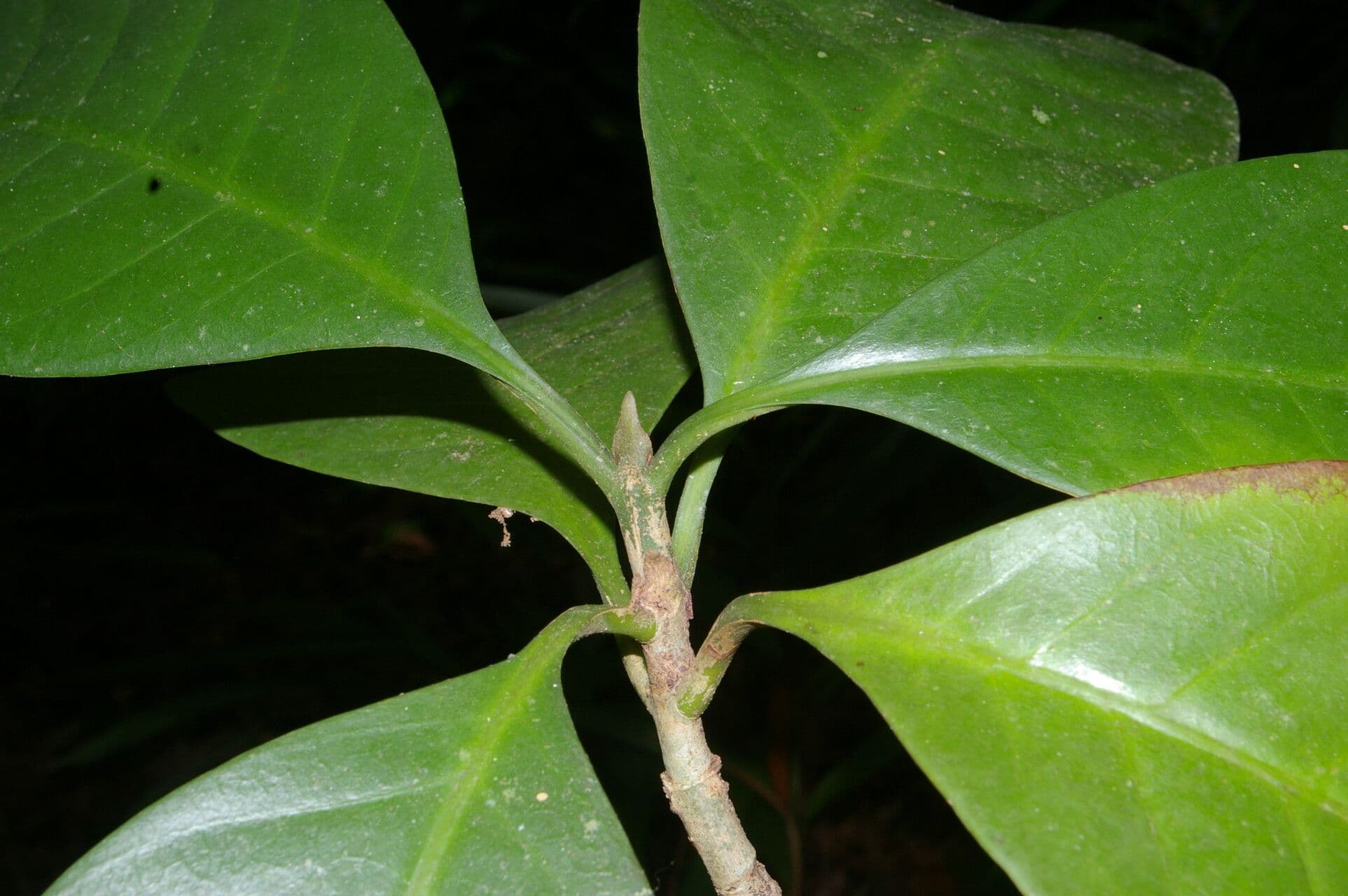 Carapichea