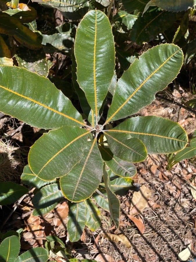 Banksia 12