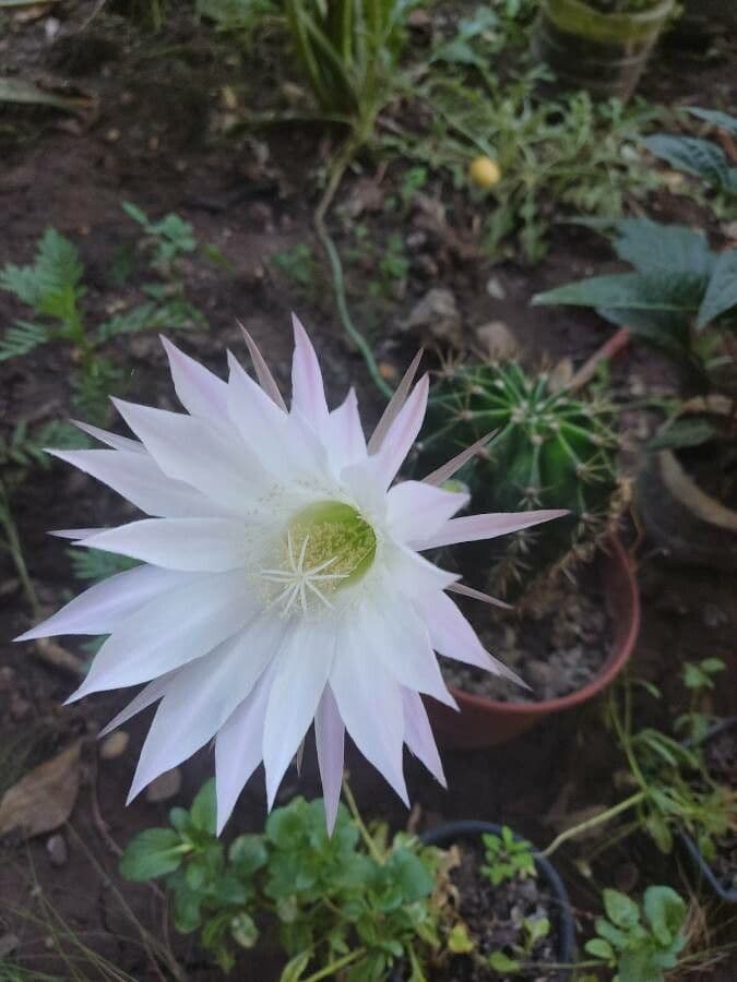 Echinopsis 4