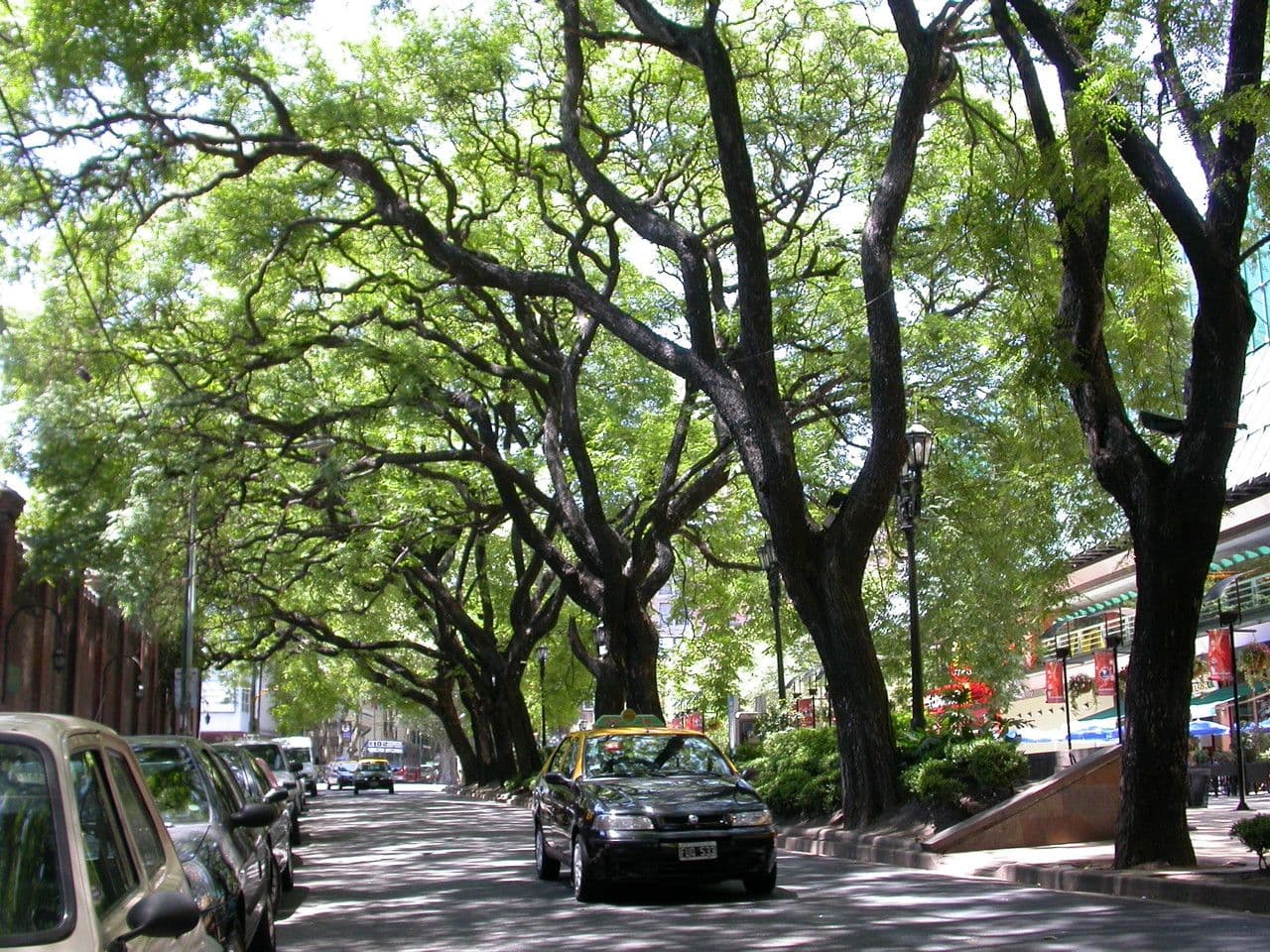 Jacaranda 11