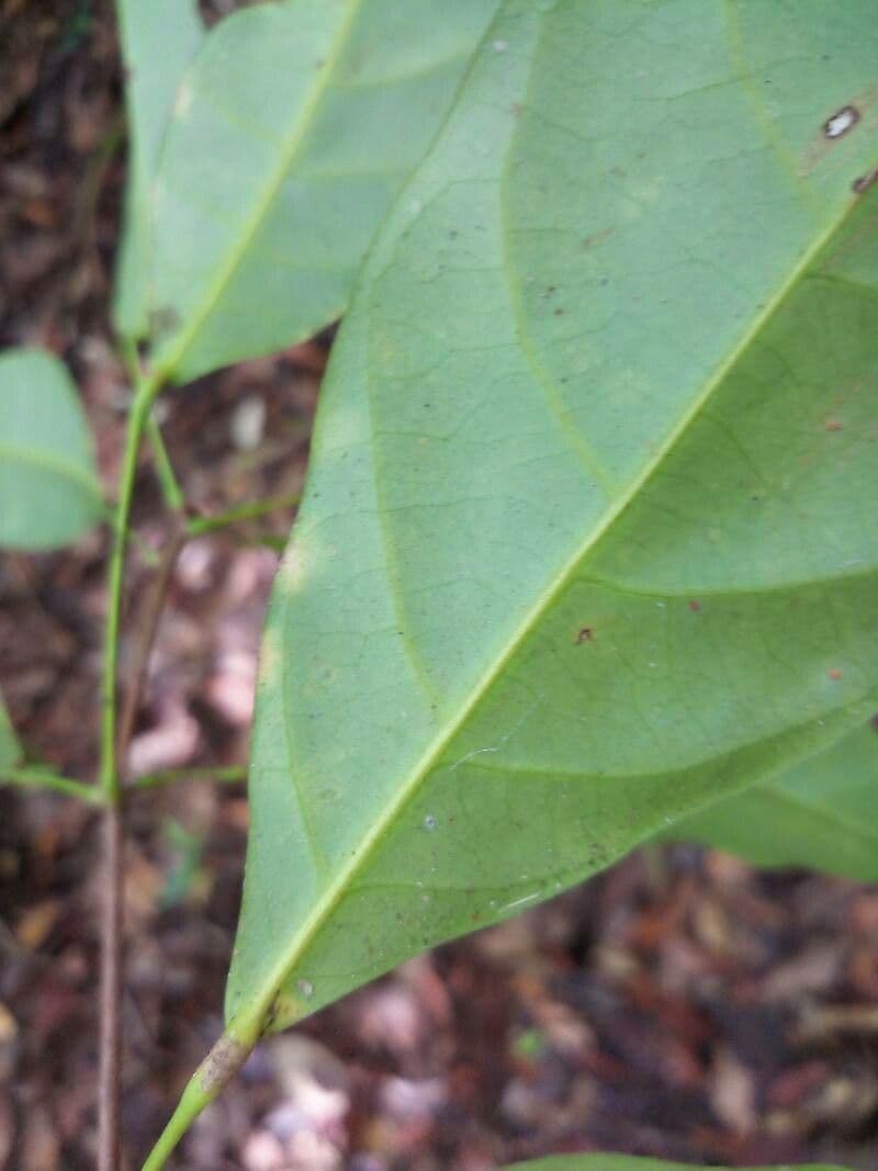 Pimelodendron