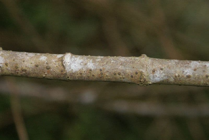 Ortica falsa pendula 24