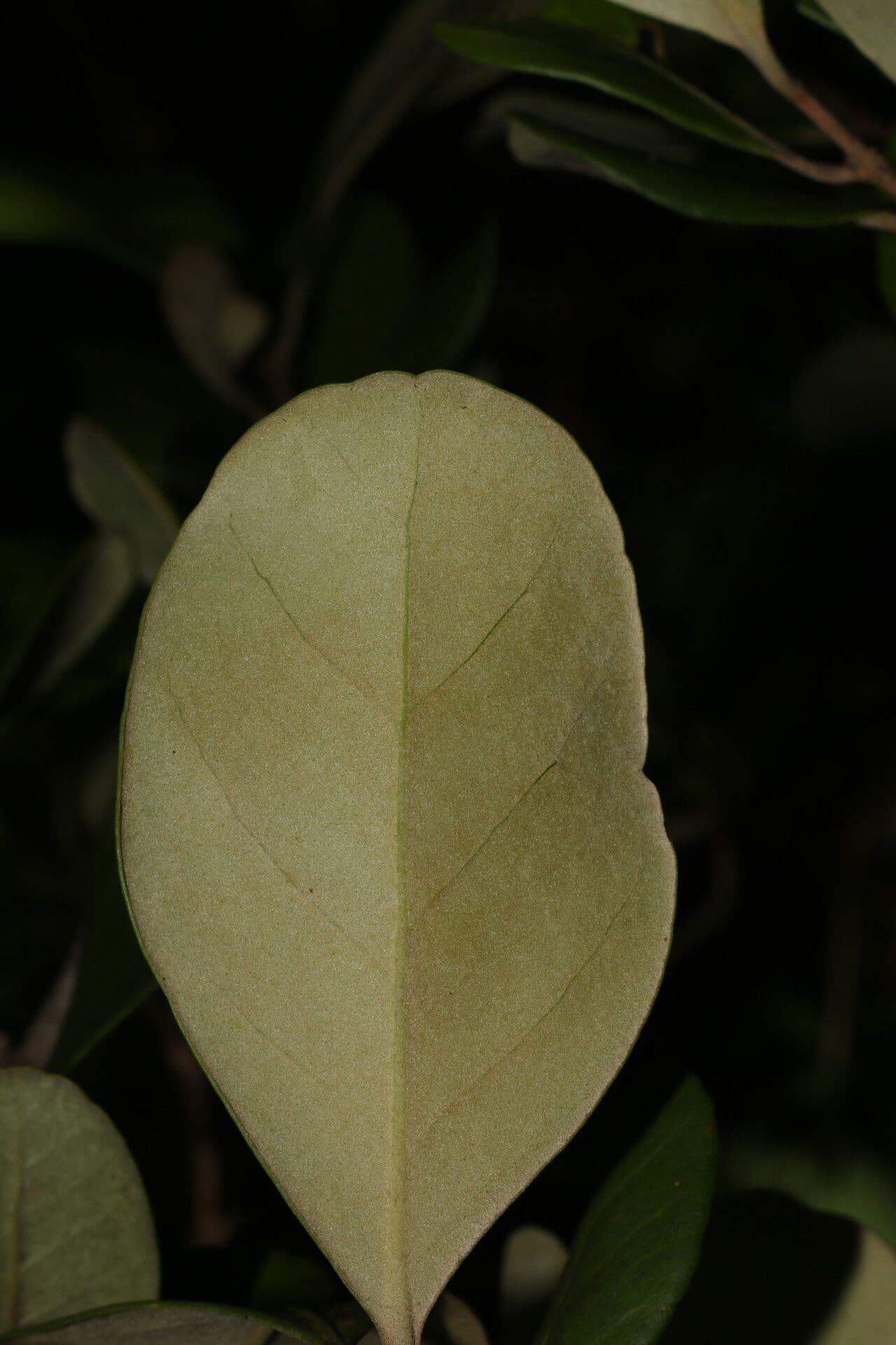 Eugenia 4