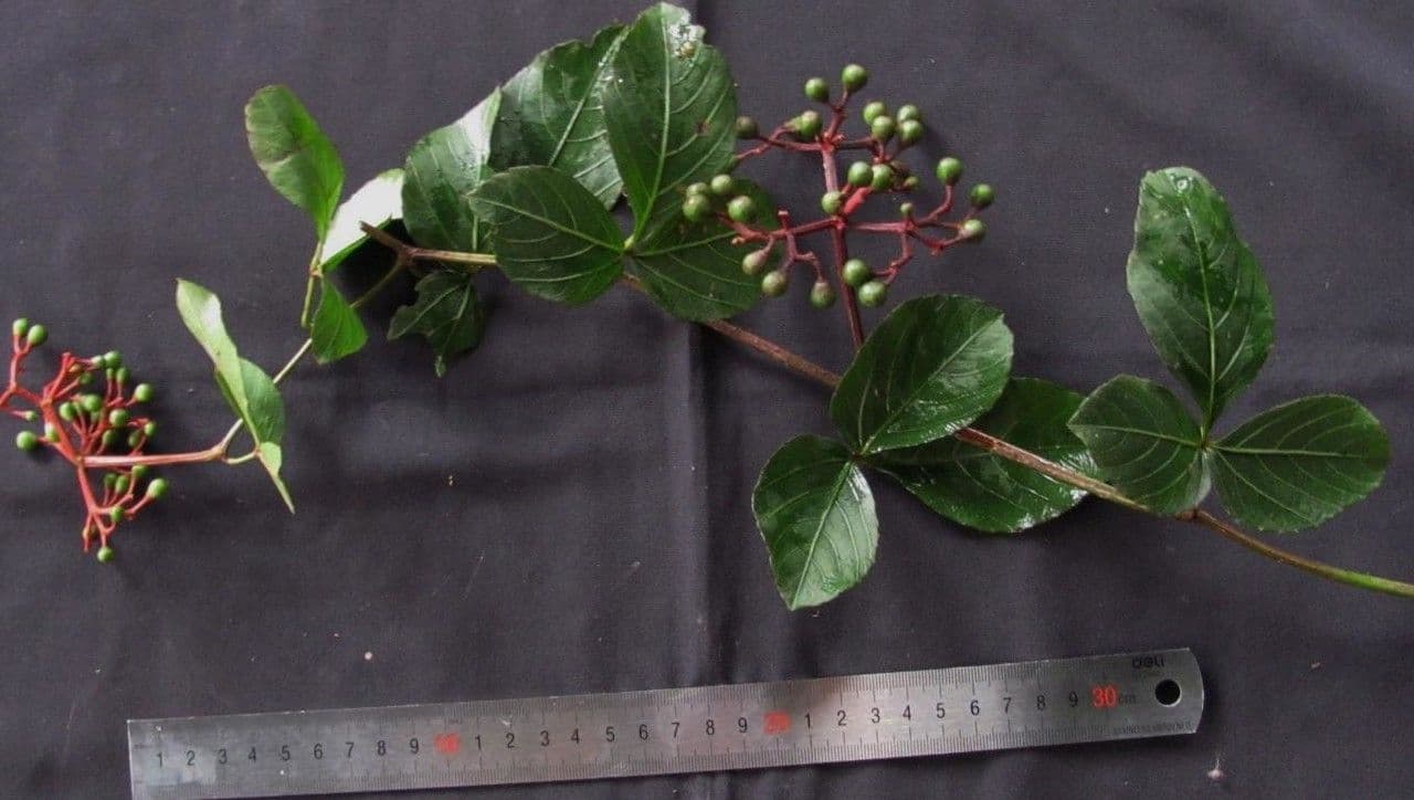 Cissus 16