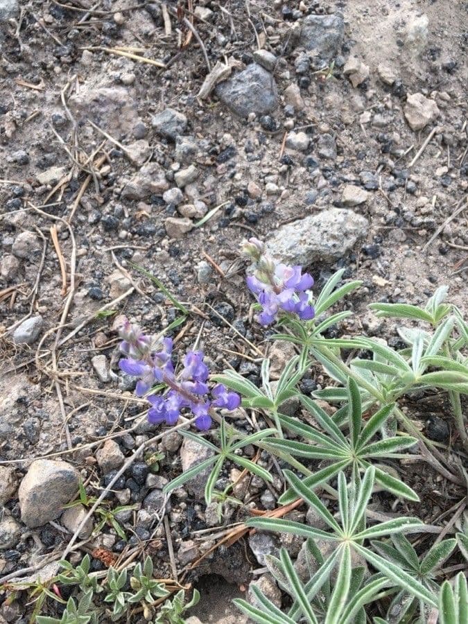 Silbriger Lupine 5