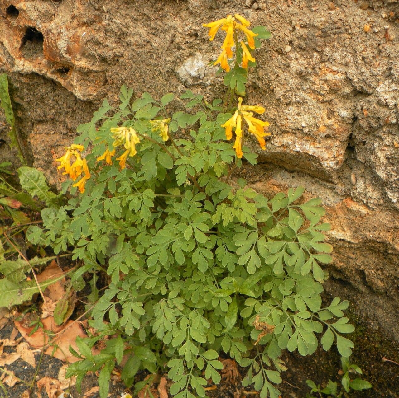 Colombina gialla 26