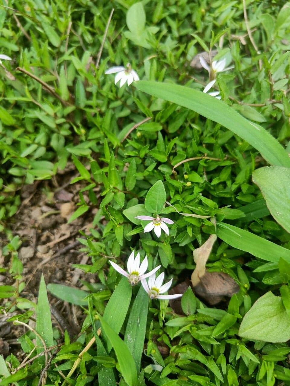 Lobelia cinese 3