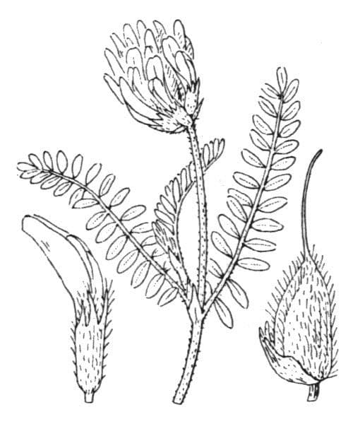 Astragalo ipoglottide 21