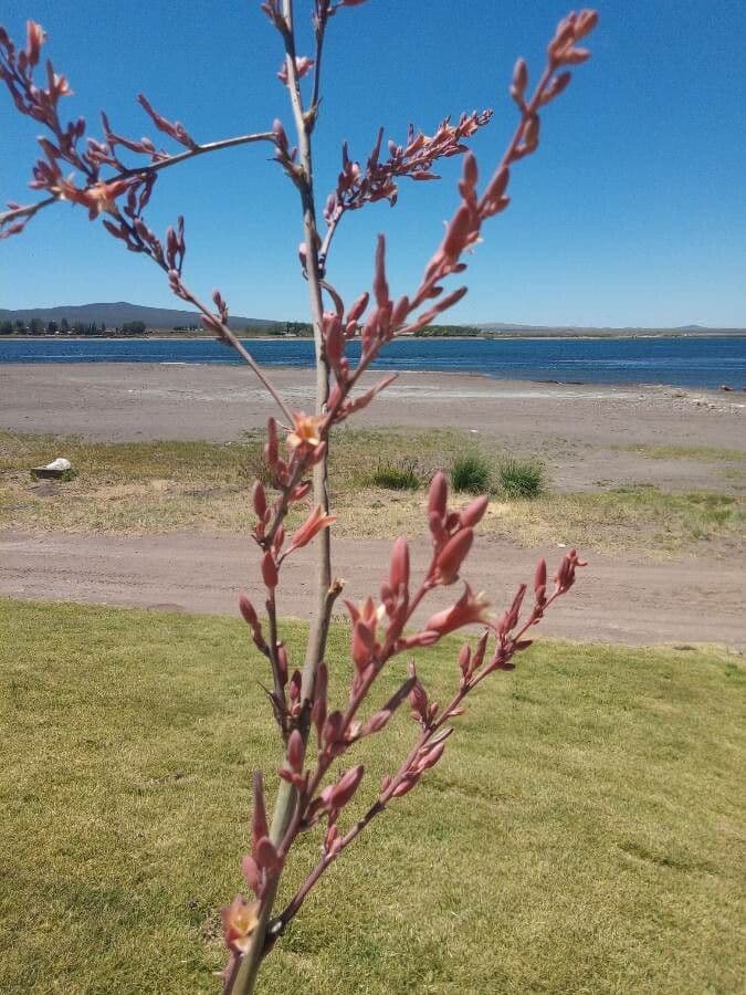 Hesperaloe 9
