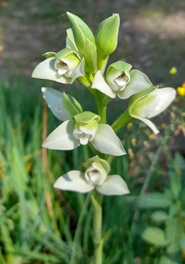Chloraea 2