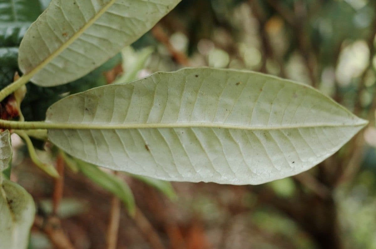 Rododendron stromovit
 18