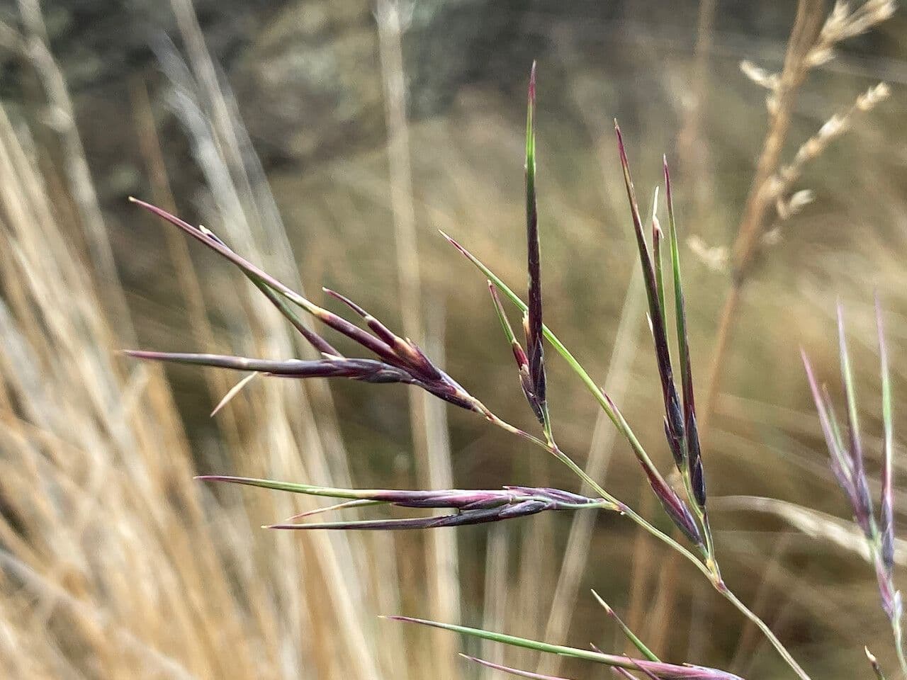 Festuca