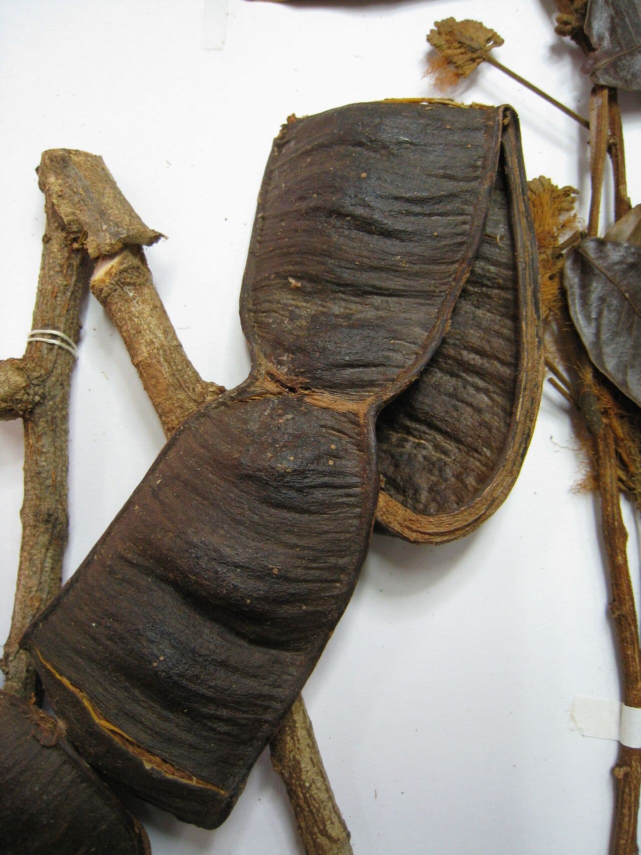 Inga alata 8