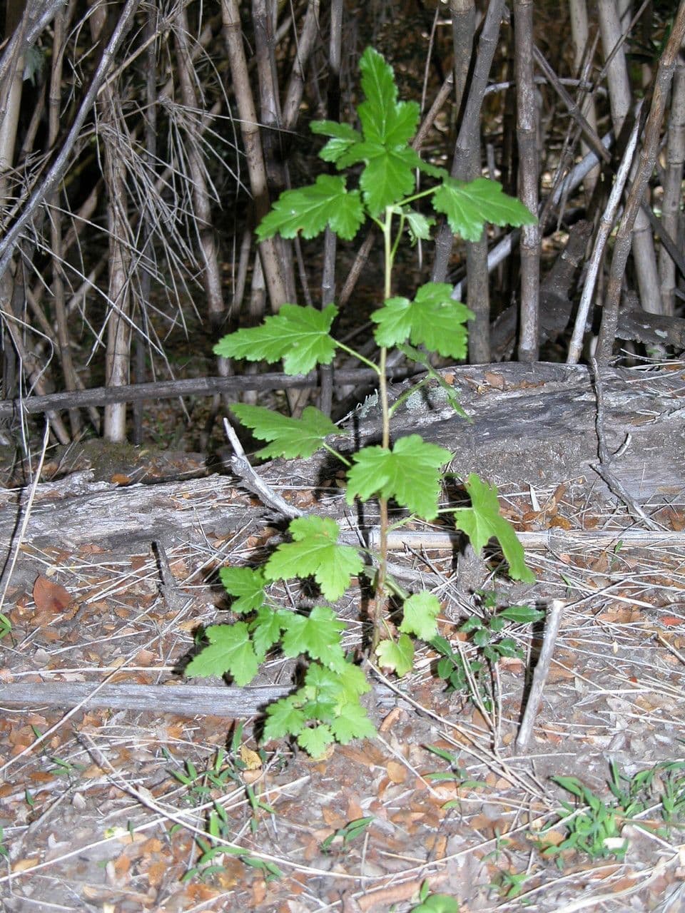 Ribes 11