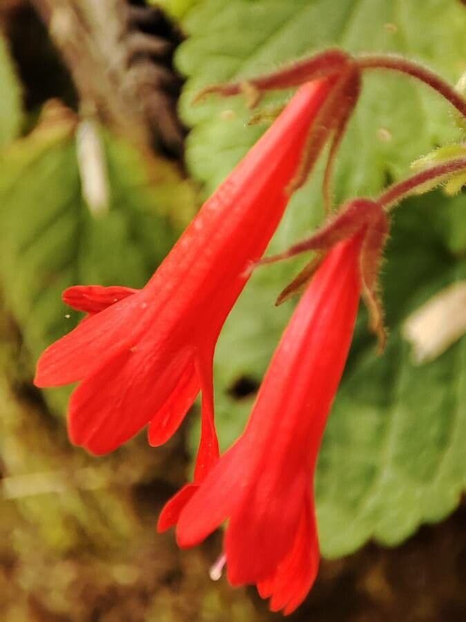 Ourisia 3