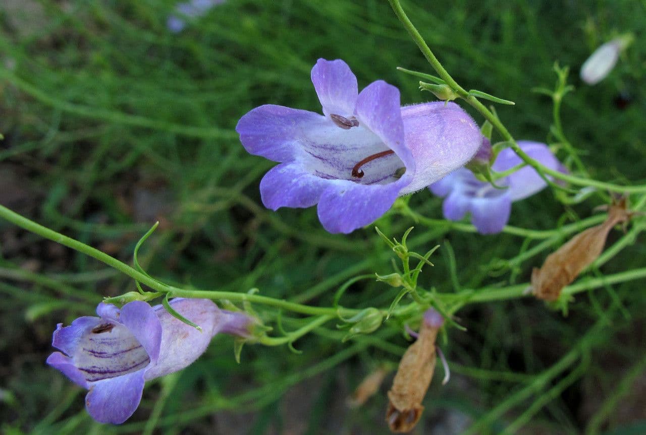 Penstemon