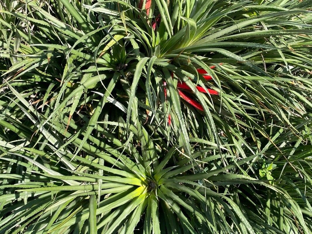 Fascicularia 19