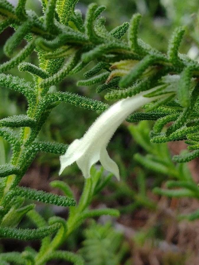 Chloanthes stoechadis