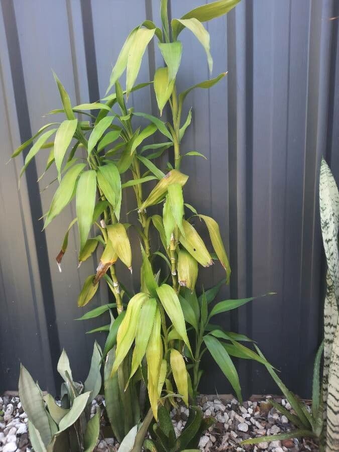 Dracena 10