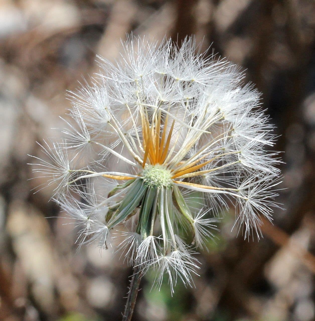 Stinkender Pippau 4