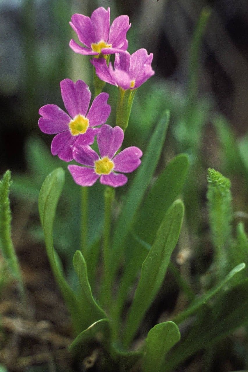 Primula 3