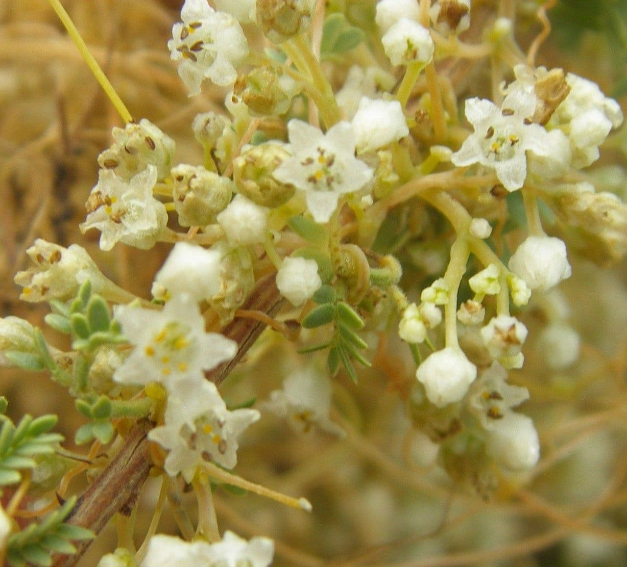 Cuscuta indecora