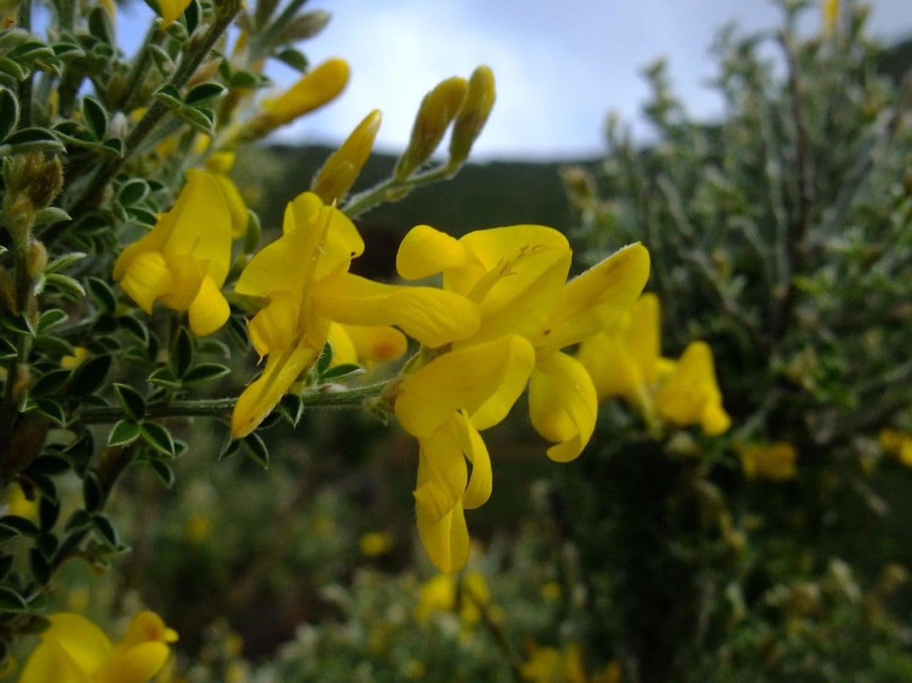 Genista canariensis 4
