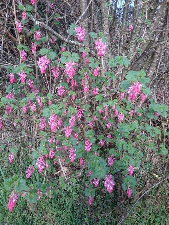 Ribes a fiori 14