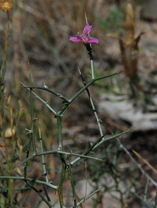 Pleiacanthus spinosus 7