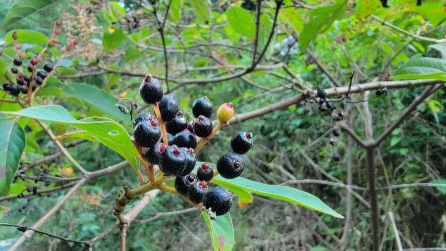 Hamelia 4