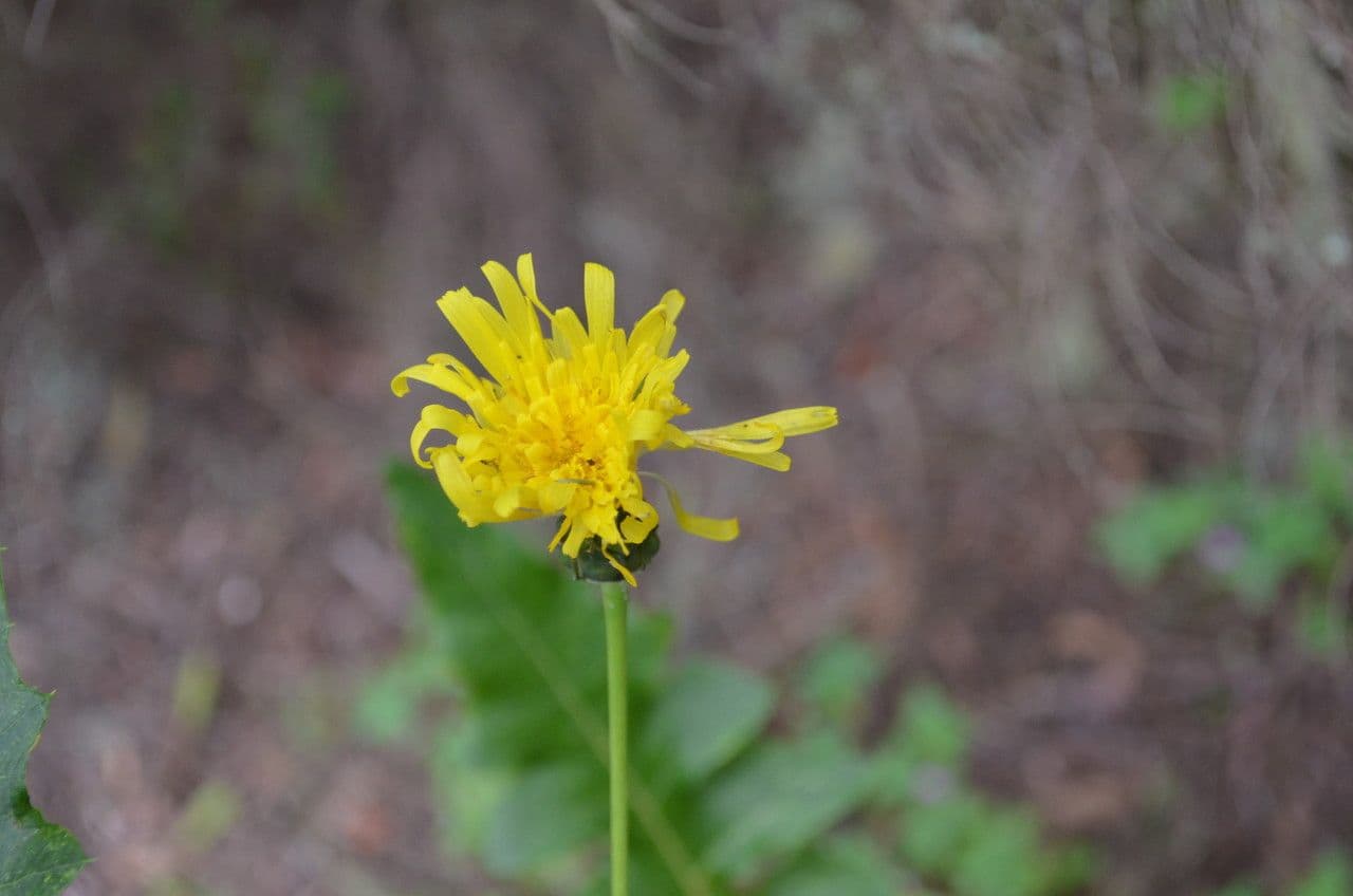 Sonchus gandogeri 2