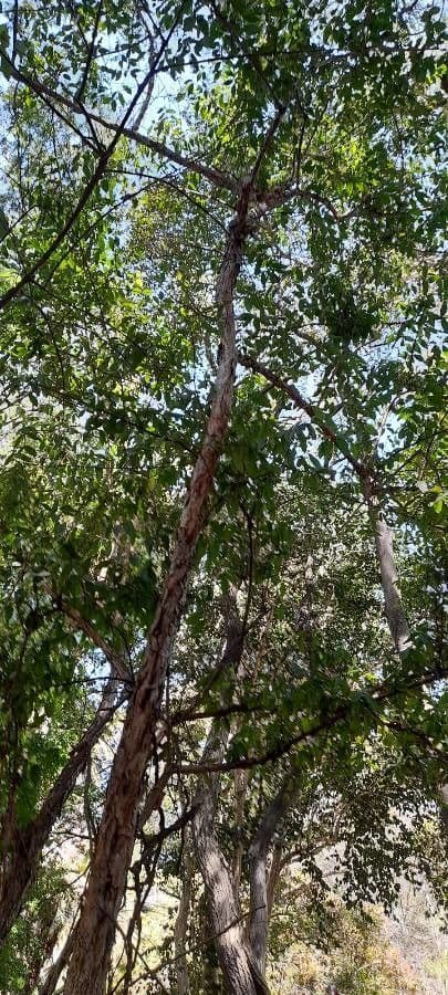 Campomanesia xanthocarpa 12