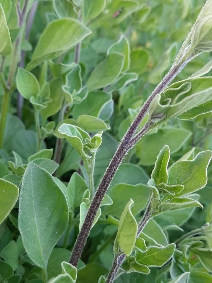 Salpichroa origanifolia 21