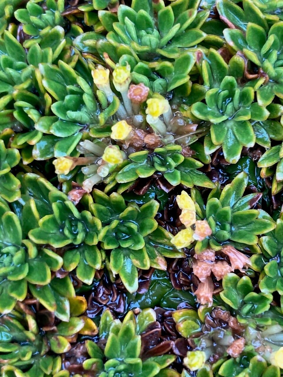 Azorella 3