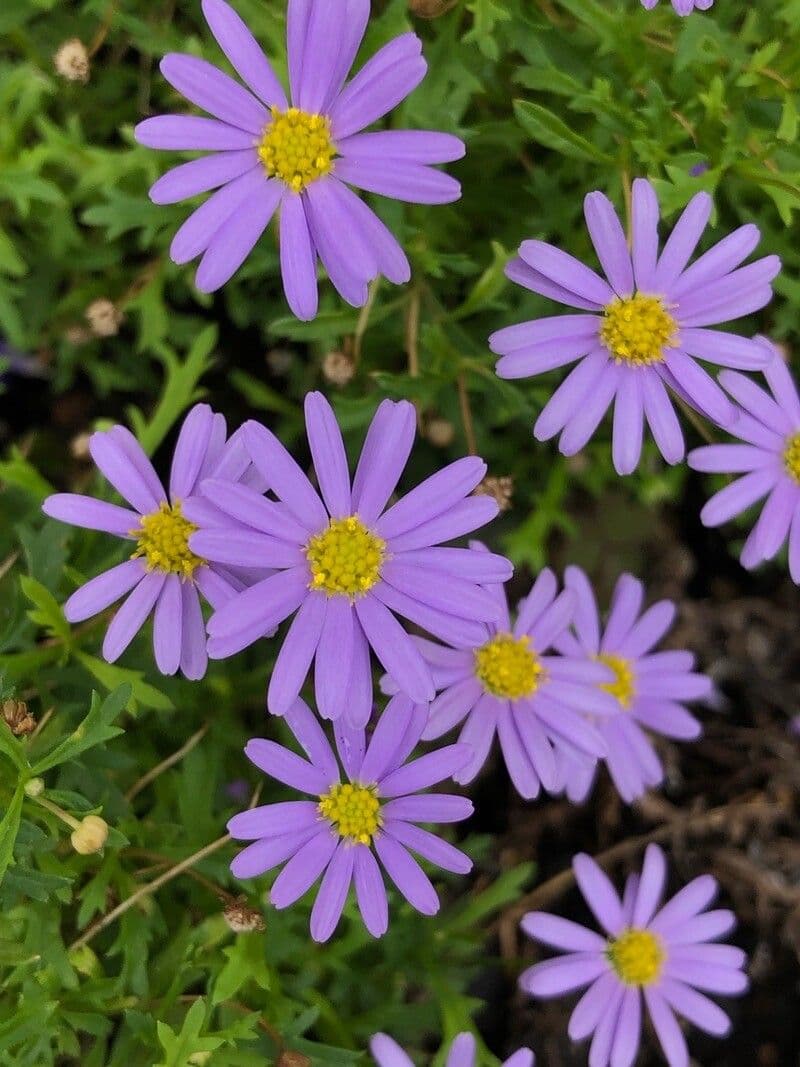 Brachyscome