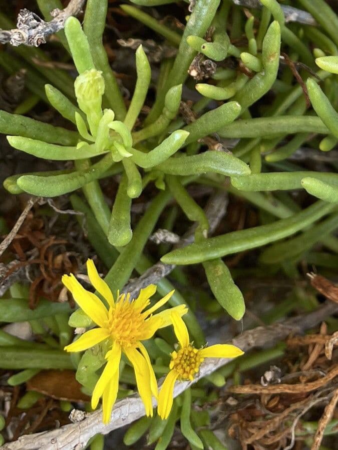 Limbarda crithmoides 6
