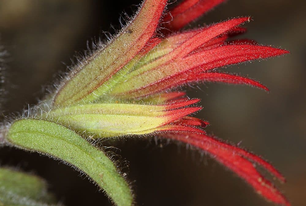 Castilleja 2