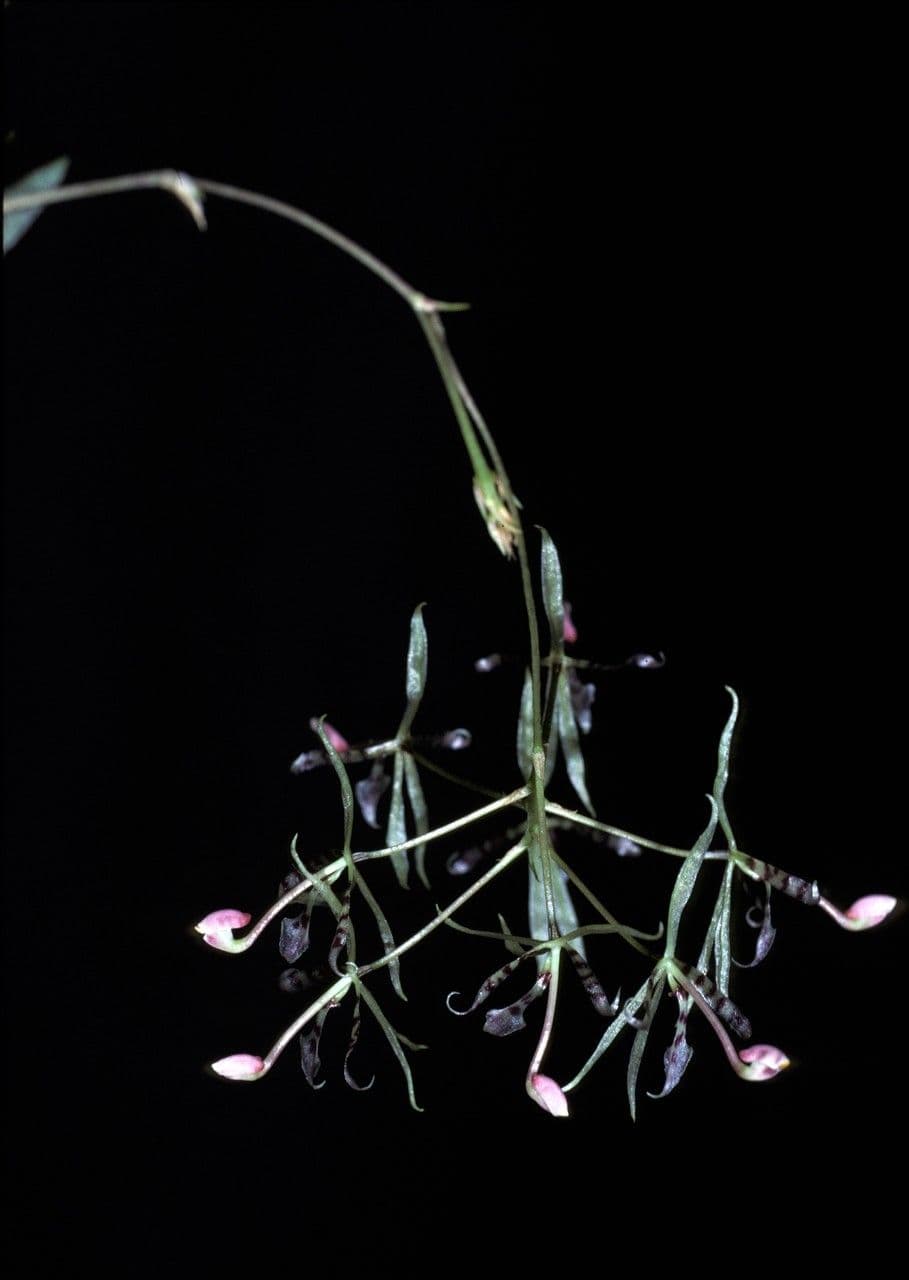 Macroclinium 4
