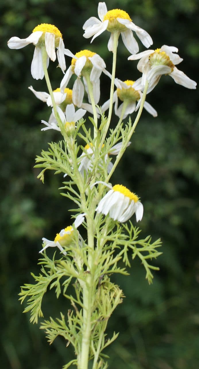 Camomilla fetida 7