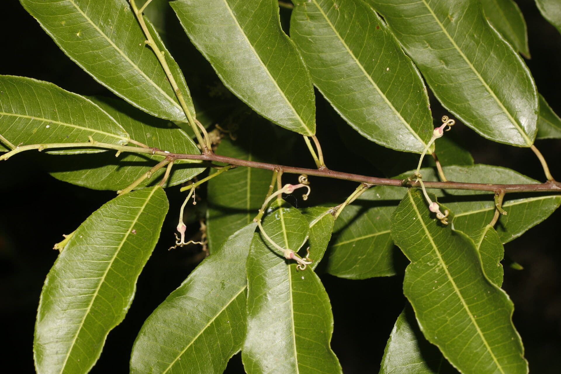 Mabea 9