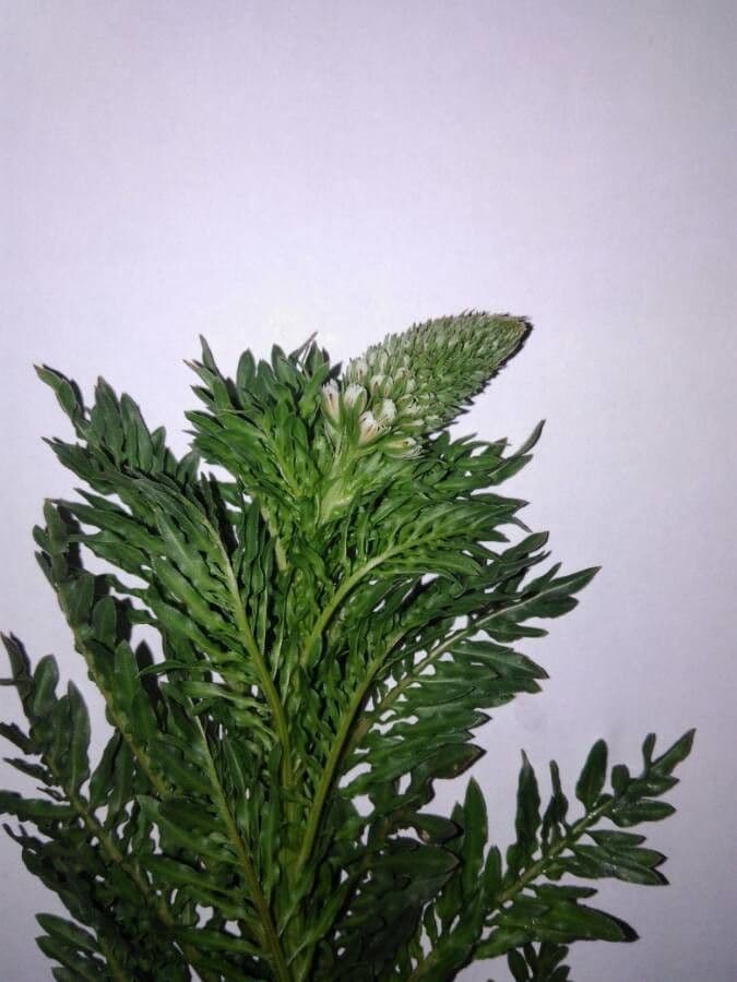 Reseda bianca 23