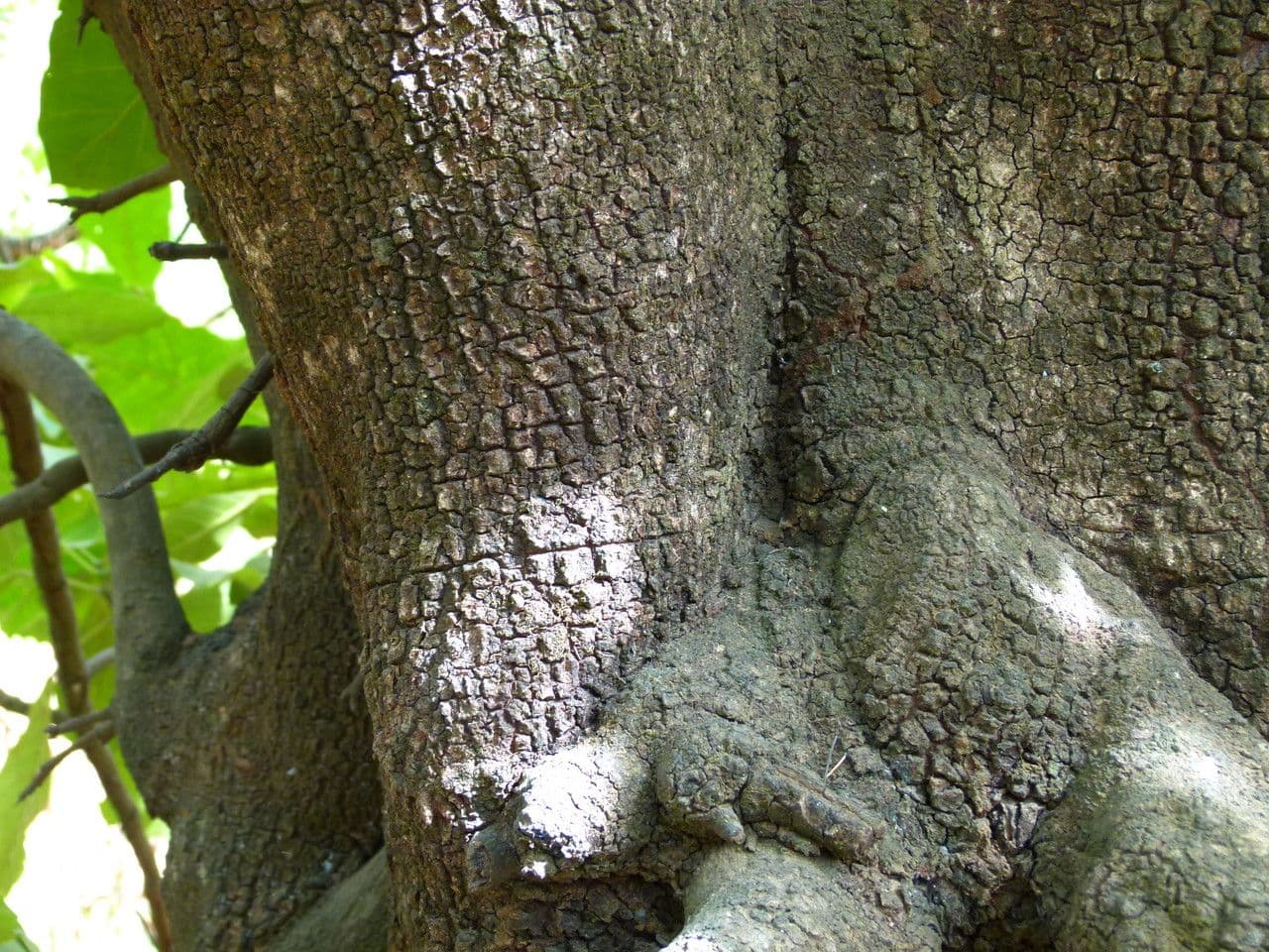 Togo-Uapaca 11