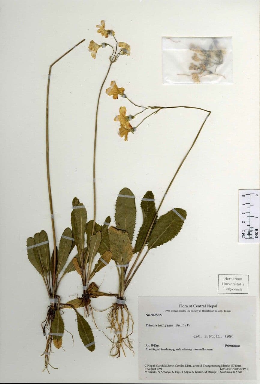 Primula del Sikkim 14